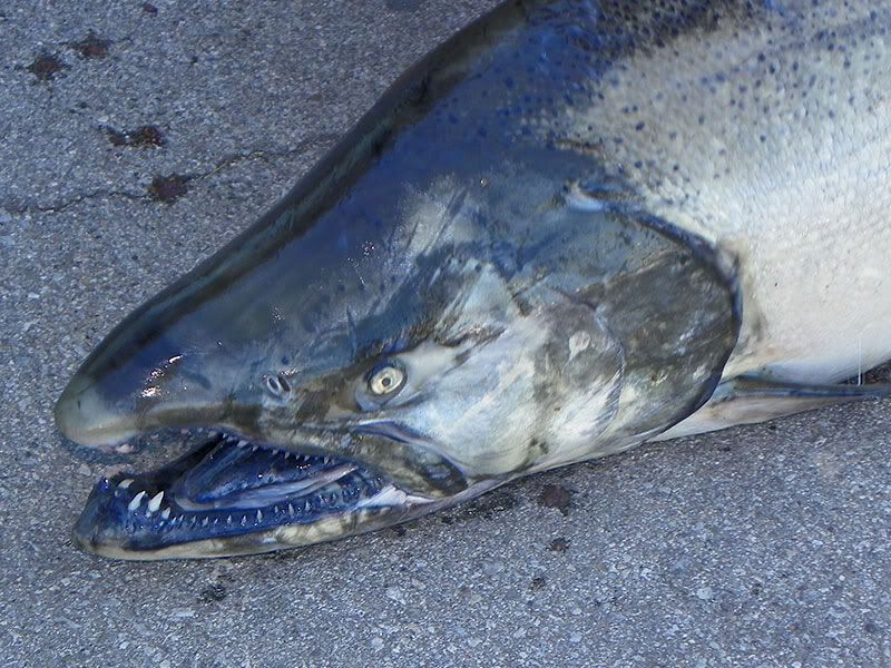 Male King Salmon With Teeth! Pictures, Images & Photos Photobucket
