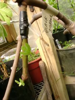 fig grafting 2
