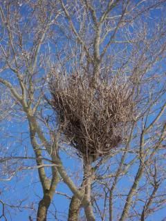 Box Elder broom photo DSC08318_zpsbaaa9f17.jpg