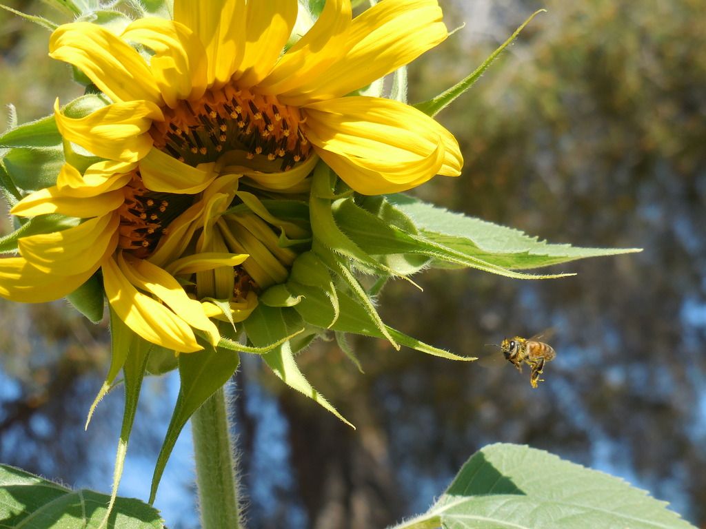 Notice the BEE! photo 3-17-15 013.jpg