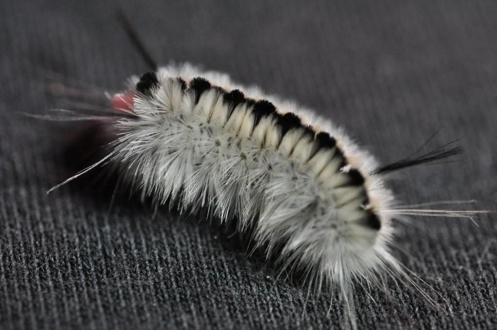 Fuzzy caterpillar Pictures, Images and Photos