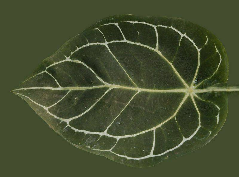  photo leaf 1_zpsiuk7ydmw.jpg