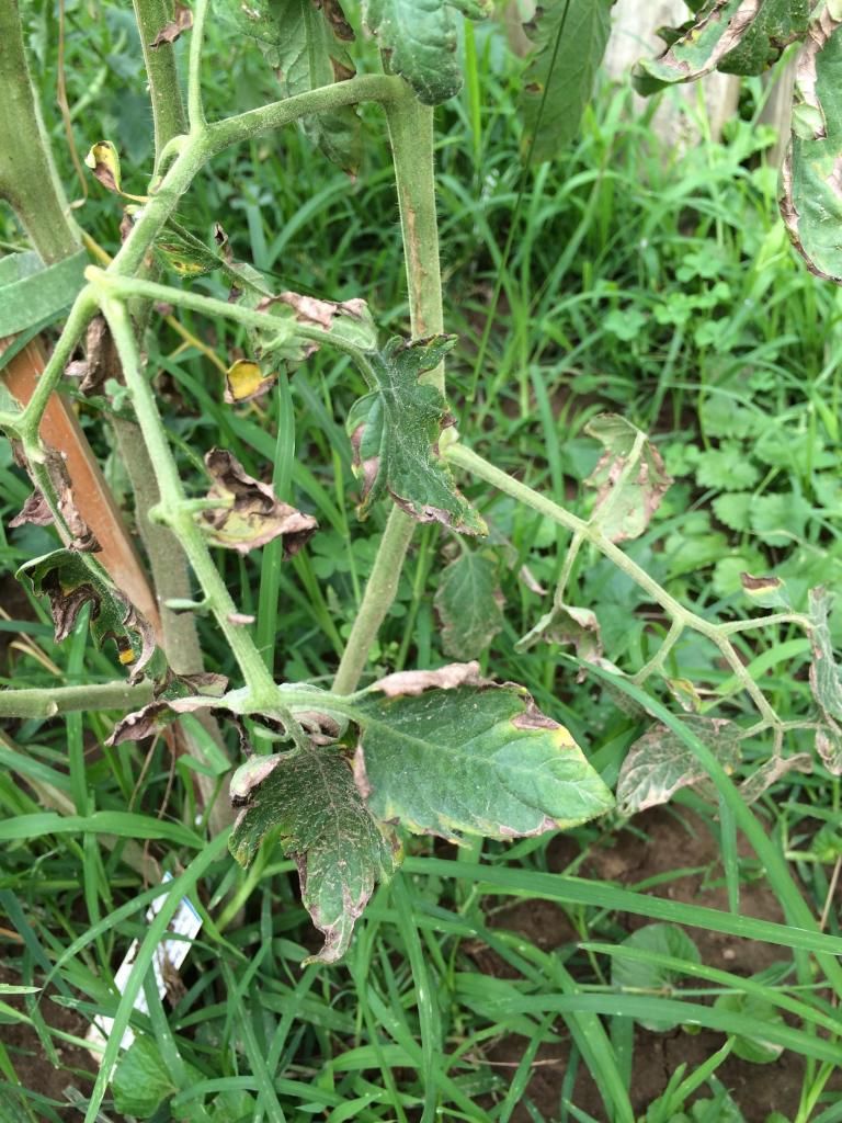  photo IMG_1402_zpsc004a33c.jpeg