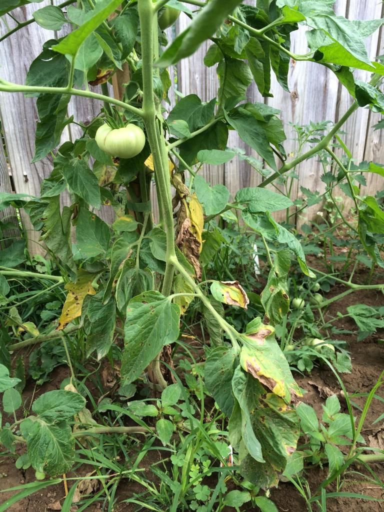  photo IMG_4177_zpsaeede827.jpeg