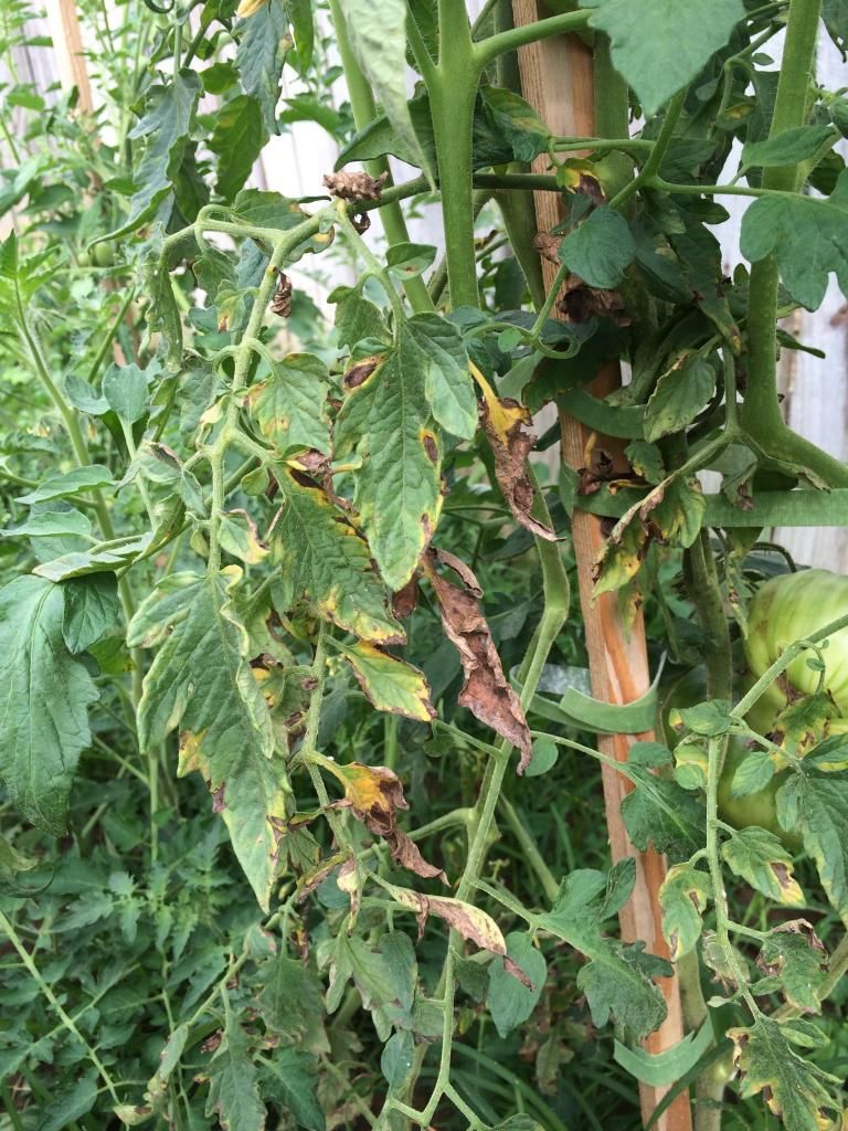  photo IMG_8209-2_zps0bfaa163.jpeg