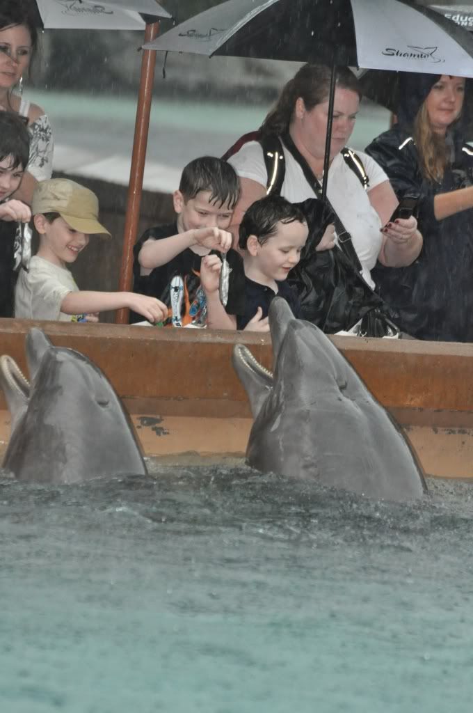 dolphins,kids,feeding