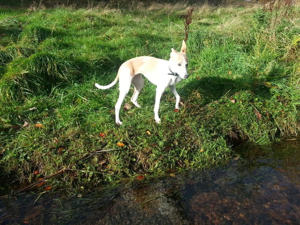 20131026_105440_zps532b93b8.jpg