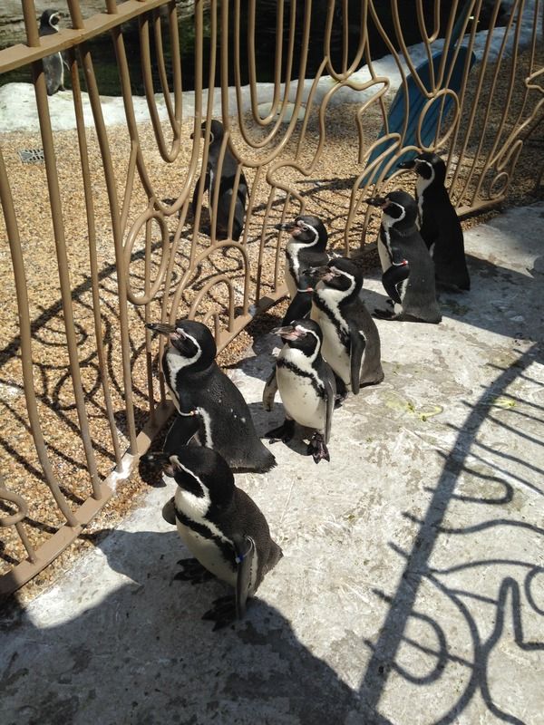 penguins