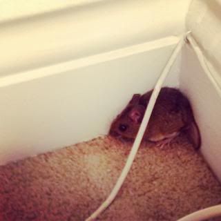 One of Africa's many presents