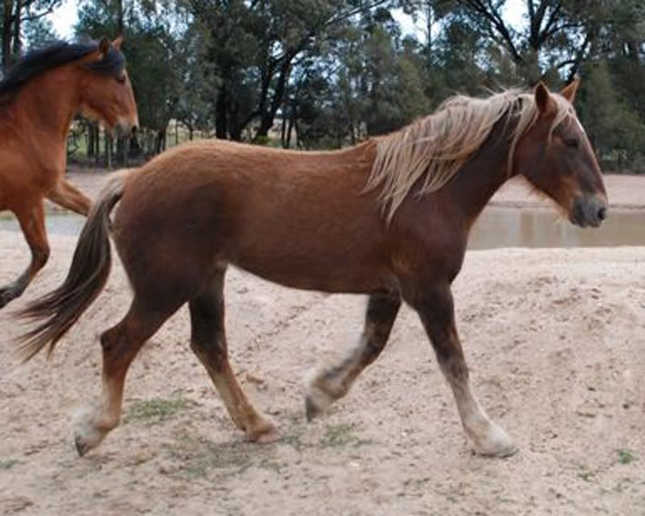 http://i893.photobucket.com/albums/ac138/gettingalongwithhorses/LeonsMum.jpg